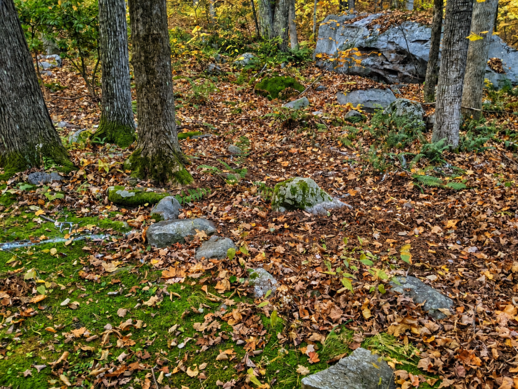 Leaf-covered woodland with trees, undergrowth and natural boulders before the river-rock garden was created
